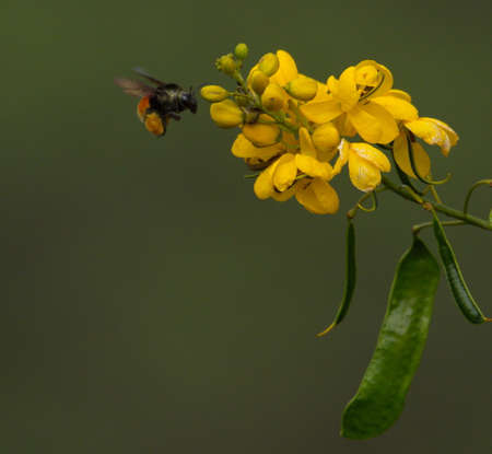 Closeup of bumble bee pollinating over yellow flower Vilcabamba, Ecuador.の写真素材