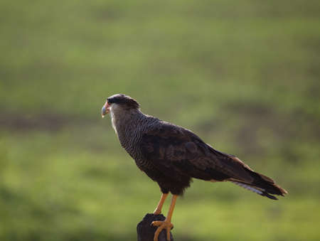 Closeup of Crested Caracara (Caracara plancus) Transpantaneira, Pantanal, Brazil.の写真素材