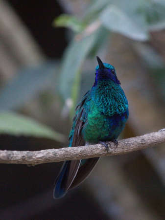 Closeup of Blue Green Hummingbird (Trochilidae) perching on branch Otavalo, Ecuador
