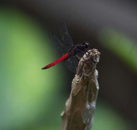 Closeup of black and red dragonfly resting on twig Zamora, Ecuador.