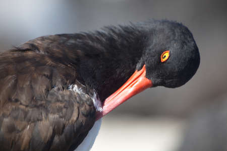 Closeup side on portrait of Lava Gull (Larus fuliginosus) cleaning feathers with beak Galapagos...