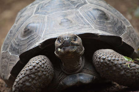 Head on portrait  of Galapagos Tortoise (Chelonoidis nigra) looking straight at camera Galapagos Islands, Ecuador.の写真素材