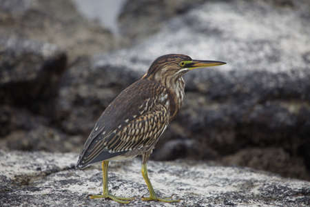 Closeup portrait of Lava Heron (Butorides sundevalli) standing on rocks Galapagos Islands, Ecuador.