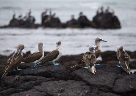 Group of Blue Footed Booby (Sula nebouxii) standing on rocks against ocean backdrop Galapagos Islands, Ecuador.の写真素材