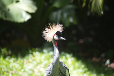 Closeup portrait of Exotic Grey Crowned Crane (Balearica regulorum) Foz do Iguacu Brazil, Brazil.の写真素材