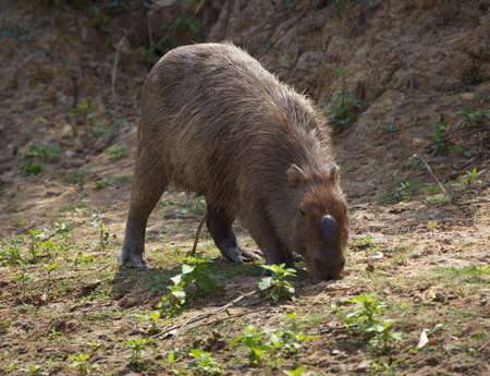 Head on portrait of Capybara (Hydrochoerus hydrochaeris) feeding with bump on head Pampas del Yacuma, Bolivia.の写真素材