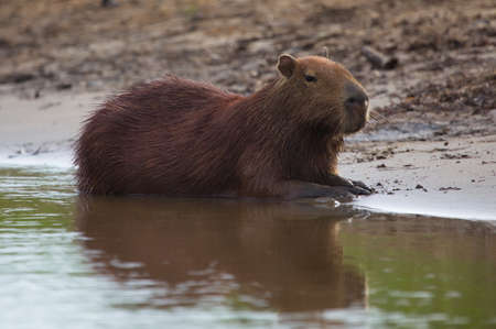 Side on portrait of Capybara (Hydrochoerus hydrochaeris) sitting on riverbank submerged in water,...