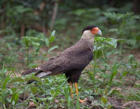 Closeup of Crested Caracara (Caracara plancus) hunting on ground Pampas del Yacuma, Bolivia.の写真素材