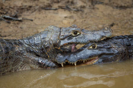 Extreme closeup portrait of two Black Caiman (Melanosuchus niger) fighting in water with jaws locked open showing teeth Pampas del Yacuma, Bolivia.の写真素材