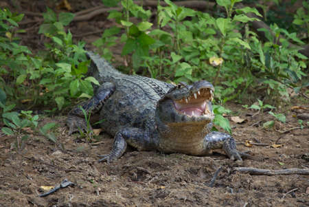 Closeup head on portrait of Black Caiman (Melanosuchus niger) resting on riverbank with jaws open showing teeth Pampas del Yacuma, Bolivia.の写真素材