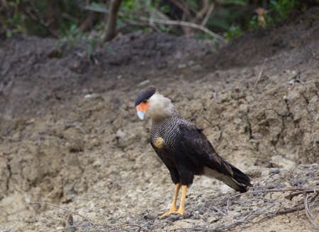 Closeup portrait of Crested Caracara (Caracara plancus) hunting on ground Pampas del Yacuma, Bolivia.の写真素材