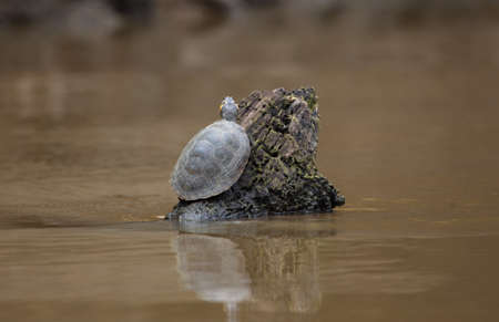 Single Yellow-spotted river turtle (Podocnemis unifilis) holding onto log in running stream Pampas del Yacuma, Bolivia.の写真素材