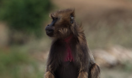 Closeup side on portrait of Gelada Monkey (Theropithecus gelada) playing with grass Semien Mountains, Ethiopia.の写真素材