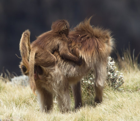 Closeup portrait of Gelada Monkey (Theropithecus gelada) mother with baby on back Semien Mountains, Ethiopia.の写真素材