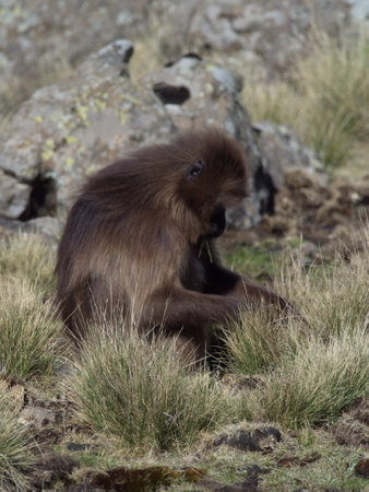 Closeup portrait of Gelada Monkey (Theropithecus gelada) looing down grazing grass Semien Mountains, Ethiopia.の写真素材