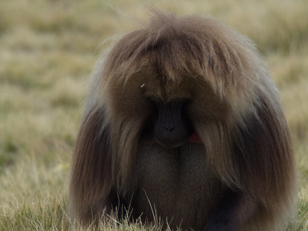 Head on portrait of Gelada Monkey (Theropithecus gelada) looking down while grazing Semien Mountains, Ethiopia.の写真素材