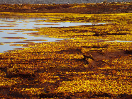 Closeup of sulphur springs and rock patterns forming a Mars like landscape Danakil Depression hottest place on earth, Ethiopia.の写真素材