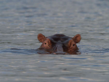 Closeup head on portrait of a Hippopotamus (Hippopotamus amphibius) head floating in water focusing...
