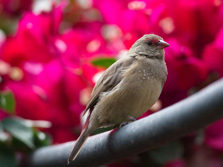Closeup of a Common waxbill (Estrilda astrild) bird against colorful background Lalibela, Ethiopia.の写真素材