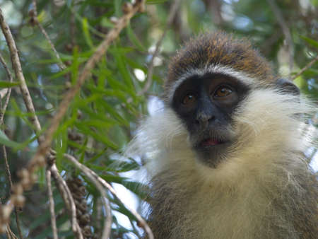 Closeup portrait of a Vervet Monkey (Chlorocebus pygerythrus) in tree with human expression Lake...