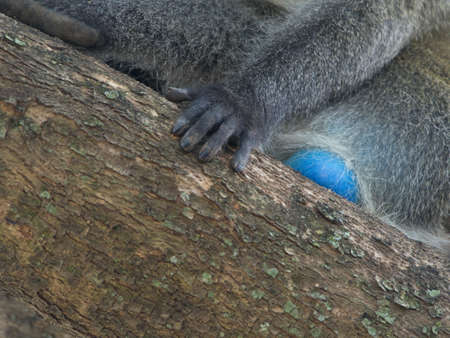 Closeup of Vervet Monkey (Chlorocebus pygerythrus) with blue balls sitting in tree Lake Awassa, Ethiopia.の写真素材