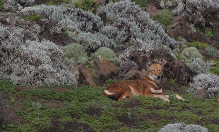 Closeup side on portrait of wild and endangered Ethiopian Wolf (Canis simensis) sitting and resting,...