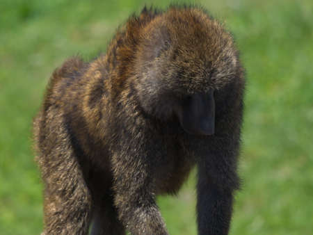 Closeup portrait of Olive Baboon (Papio anubis) walking toward camera Bale Mountains National Park,...