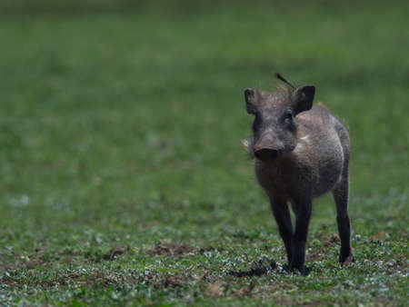 Closeup portrait of wild baby warthog (Phacochoerus africanus) running towards  camera Bale Mountains National Park, Ethiopia.の写真素材