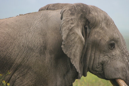 Closeup side on portrait of a wild elephant (Loxodonta africana) with tusks in air inside Ngorongoro Crater in Tanzania.の写真素材