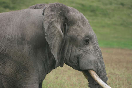 Closeup side on portrait of a wild elephant (Loxodonta africana) with tusks in air inside Ngorongoro Crater, Tanzania.の写真素材