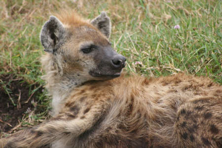 Closeup portrait of a young Spotted Hyena (Crocuta crocuta) resting outside of den inside the Ngorongoro Crater, Tanzania.の写真素材