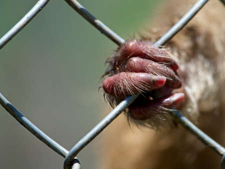 Closeup of a monkey hand and fingers clinging to cage in zoo demonstrating the cruelty of animals in...