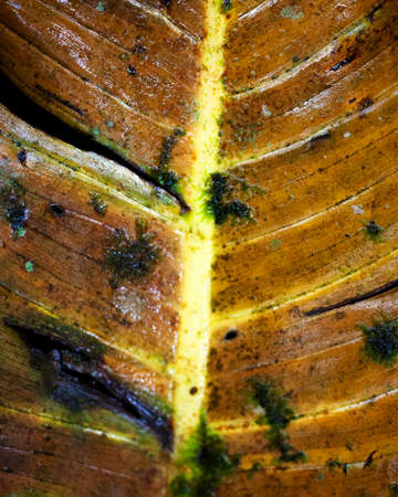 Macro shot of symmetry in plants and nature in Santa Elena Cloud Forest Reserve Costa Rica.の写真素材