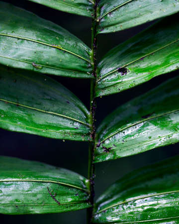 Macro shot of symmetry in plants and nature in Santa Elena Cloud Forest Reserve Costa Rica.の写真素材