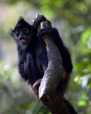 Close up portrait of a Spider Monkey (Ateles geoffroyi)hanging from tree making comical face in Lago...