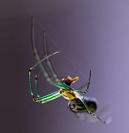 Macro image of a brightly colored Golden Orb Weaver (Nephila edulis) hanging from spider web in Lake...