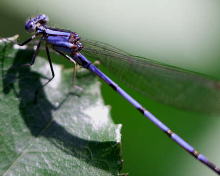 Macro image of a colorful blue dragonfly clinging to leaf in Lake Atitlan, Guatemala.