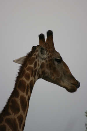 Closeup portrait of wild Angolan Giraffe (Giraffa camelopardalis angolensis) inside Etosha National Park, Namibia.の写真素材