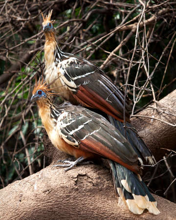 Closeup portrait of two bizarre looking colorful Hoatzins (Opisthocomus hoazin) sitting on branch in the Pampas del Yacuma, Bolivia.の写真素材