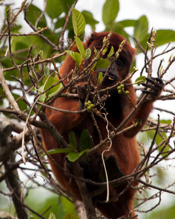 Closeup portrait of a Bolivian red howler monkey (Alouatta sara) sitting in treetops foraging in the Pampas del Yacuma, Bolivia.の写真素材