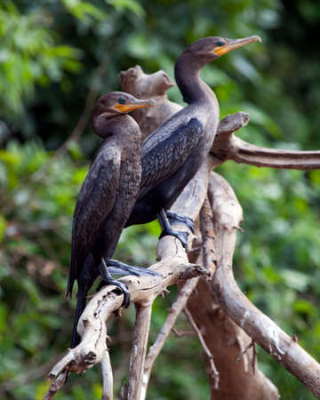 Closeup portrait of two Anhinga Snakebirds (Anhinga anhinga) perching on branch basking in the sun in the Pampas del Yacuma, Bolivia.の写真素材