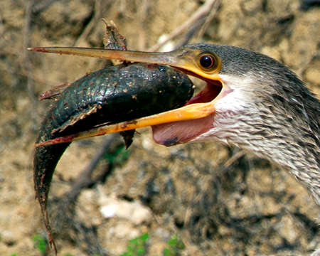 Closeup portrait of Anhinga Snakebird (Anhinga anhinga) hunting with whole fish in mouth Pampas del Yacuma, Bolivia.の写真素材