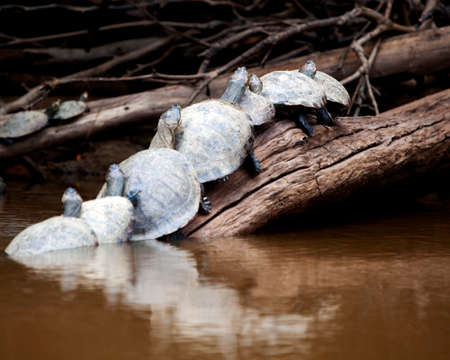 Closeup portrait of Yellow-spotted River turtles (Podocnemis unifilis) sitting on log with reflection in water in the Pampas del Yacuma, Bolivia.の写真素材