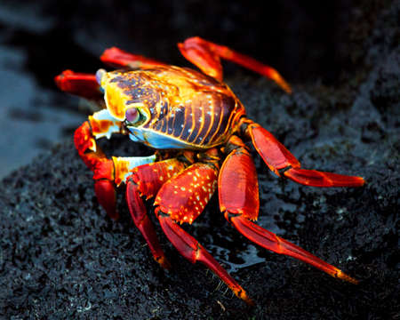 Closeup of a large red Sally Lightfoot Crab (Grapsus grapsus) crawling along lava rocks in the Galapagos Islands, Ecuador.の写真素材