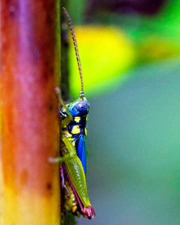 Macro image of a colorful grasshopper in the Amazon jungle inside the Madidi National Park,...
