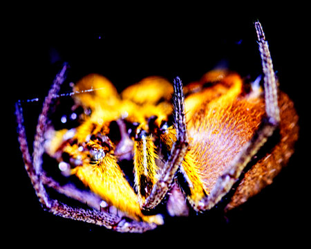 Macro image of a brightly colored spider hanging upside down at night inside the Madidi National Park, Rurrenabaque in Bolivia.の写真素材