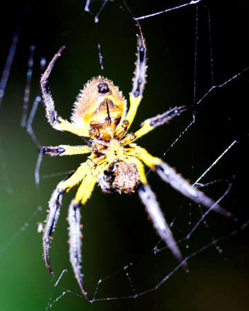 Macro image of a brightly colored spider hanging upside down at night inside the Madidi National Park, Rurrenabaque in Bolivia.の写真素材