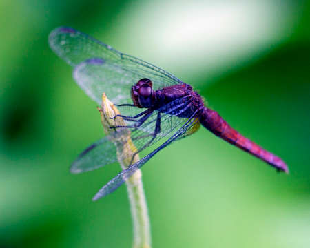 Macro image of a purple and red dragonfly clinging to branch in the Amazon jungle inside the Madidi National Park, Rurrenabaque in Bolivia.の写真素材