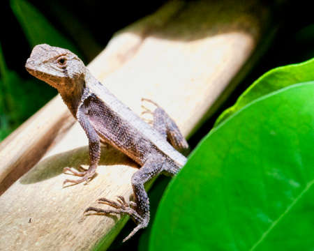 Macro image of a lizard with sharp claws resting on wood at night inside the Madidi National Park,...