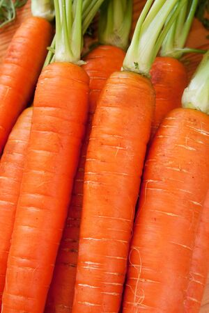 Background of brunch of fresh carott with rootsの写真素材
